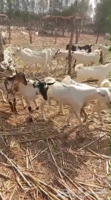 تيوس يمنية البيع جملة 1