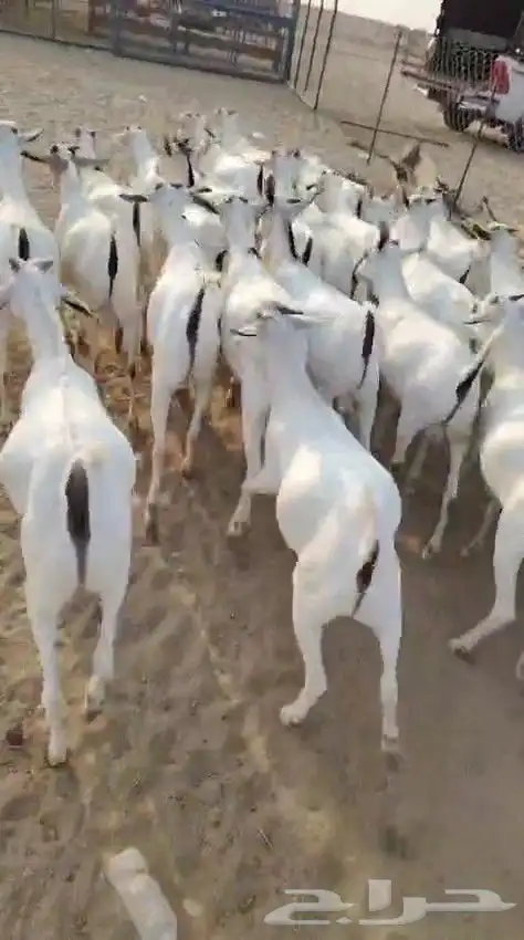 تيوس مرابي فل الفل 8