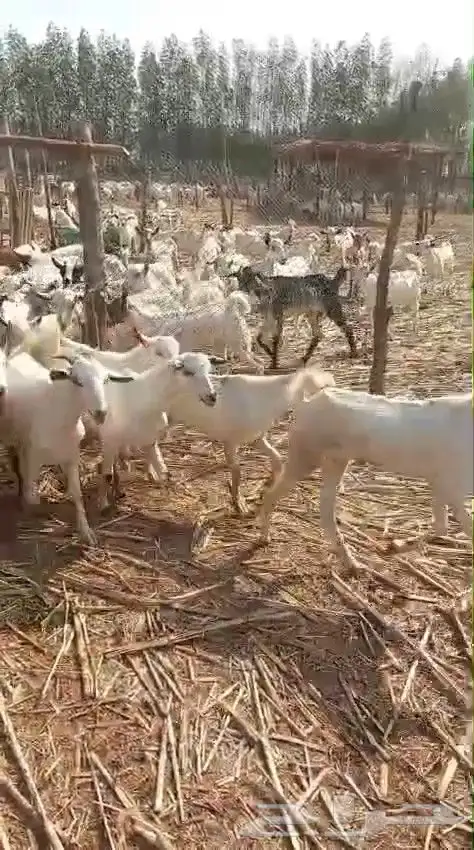 تيوس يمنية البيع جملة 3