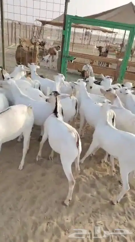 تيوس مرابي فل الفل 0