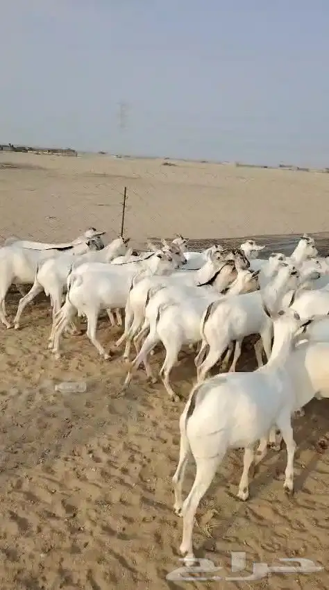 تيوس مرابي فل الفل 4