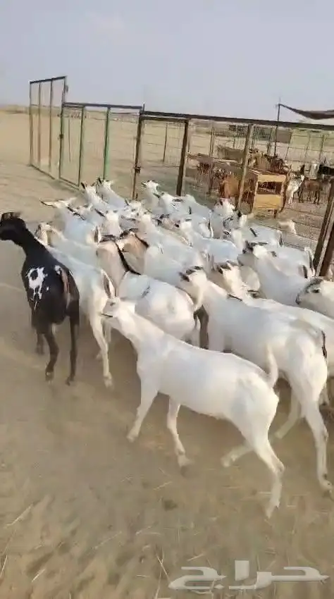 تيوس مرابي فل الفل 1