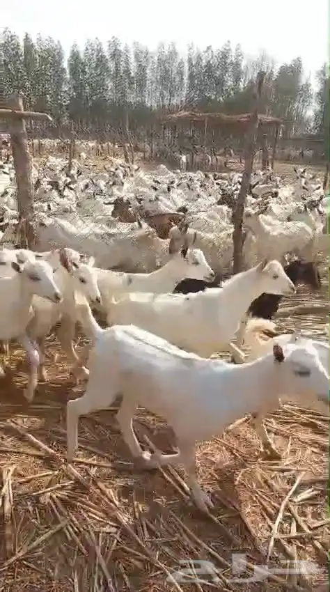 تيوس يمنية البيع جملة 6