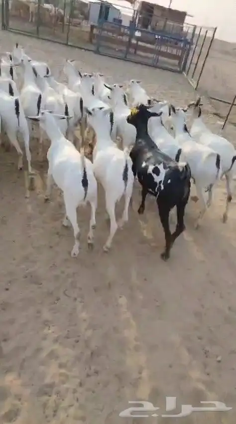 تيوس مرابي فل الفل 9