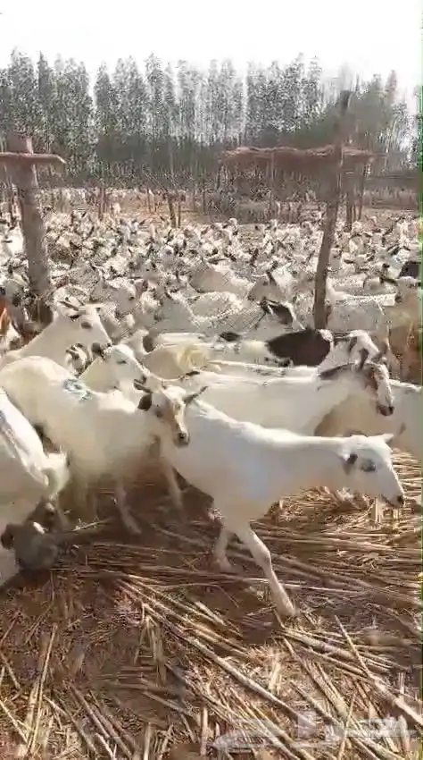 تيوس يمنية البيع جملة 7