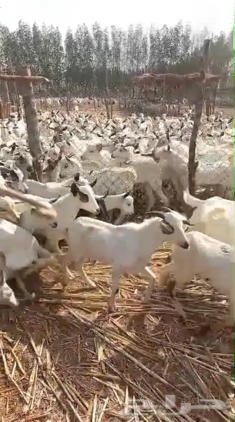 تيوس يمنية البيع جملة 8