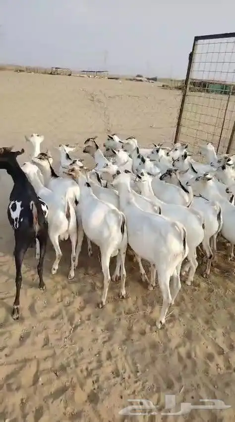 تيوس مرابي فل الفل 3