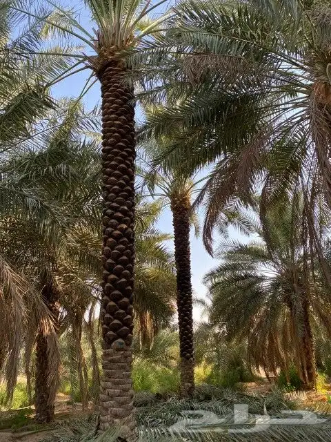 نخل للبيع 4