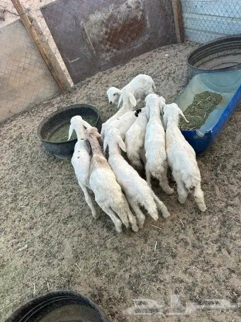 دواغير حري كبار العدد 9 4