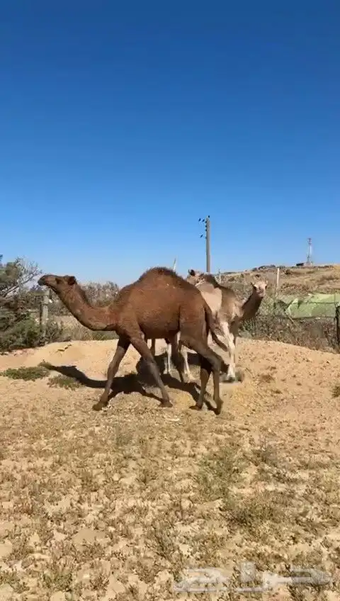 للبيع بكره حمراء طيبه وسمين وصل السوم 5500 1