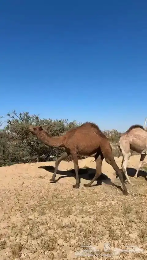 للبيع بكره حمراء طيبه وسمين وصل السوم 5500 2