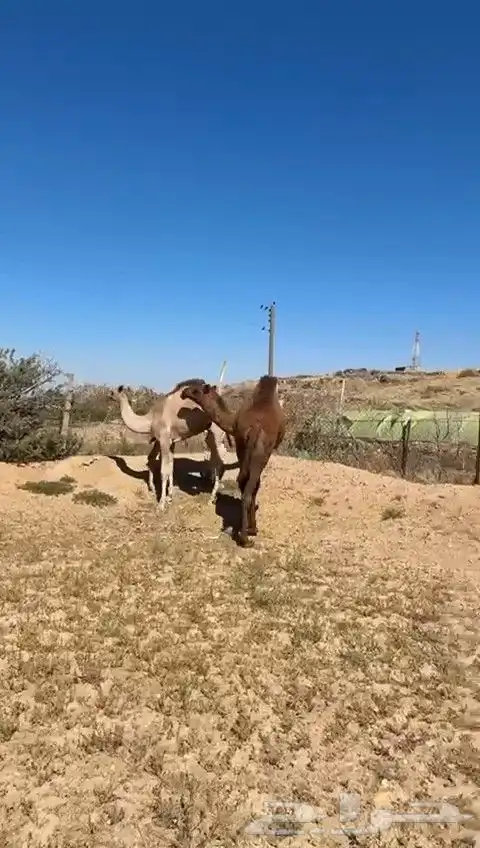 للبيع بكره حمراء طيبه وسمين وصل السوم 5500 3