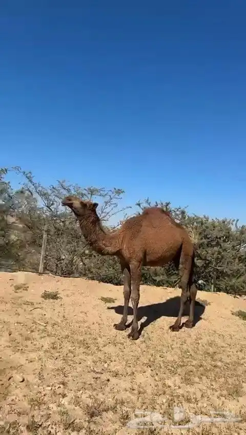 للبيع بكره حمراء طيبه وسمين وصل السوم 5500 0