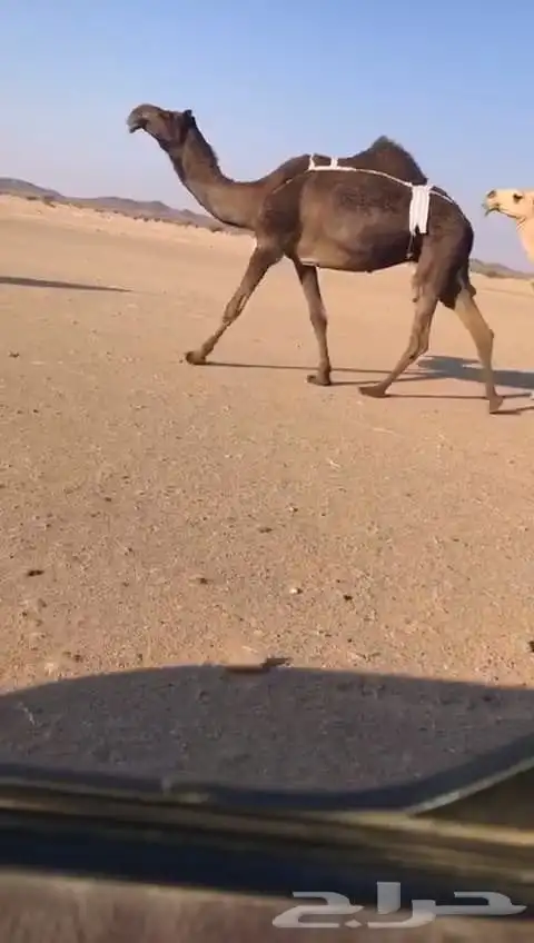 ضرايب مجاهيم 2