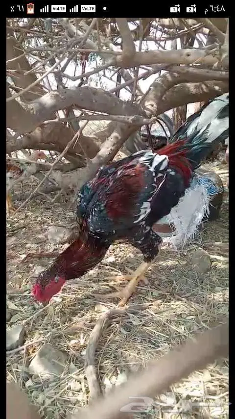 ديك باكستاني للبيع 0