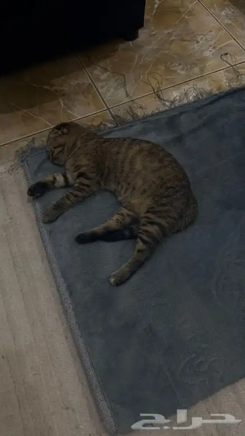 قط سكوتش وقط اخر للبيع 1