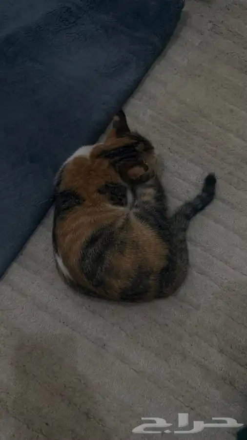 قط سكوتش وقط اخر للبيع 0