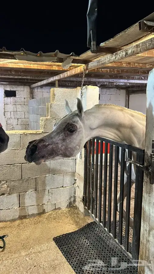 أتاحت فحل للتشبيه لوجه الله تعالى 1