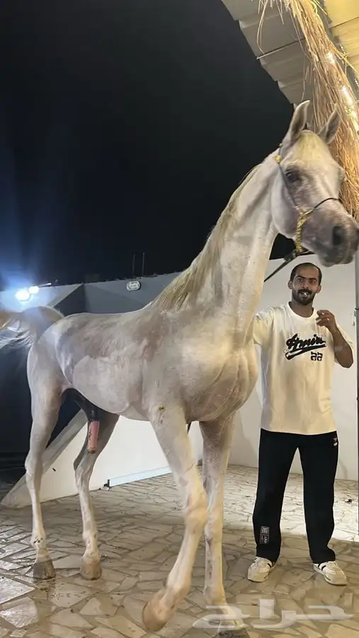 أتاحت فحل للتشبيه لوجه الله تعالى 3