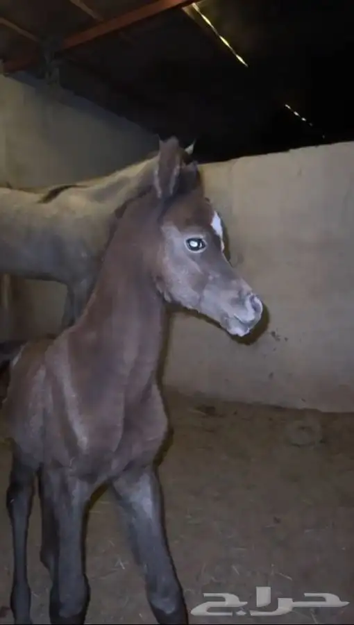 أتاحت فحل للتشبيه لوجه الله تعالى 6