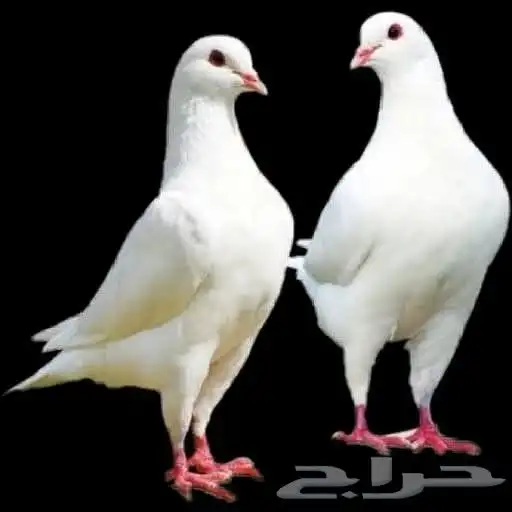 إدارة مشاريع الحمام فرز الحمام نجاح مشروع تربية الحمام تربي 2