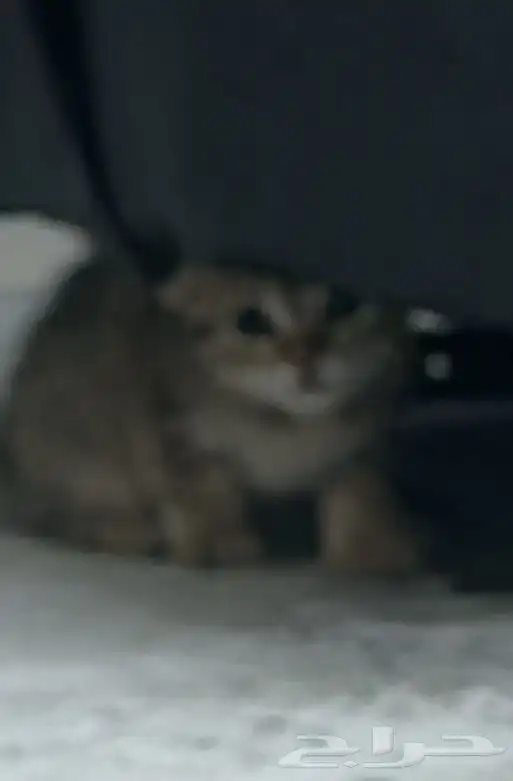 قطه سكوتش هجين 4