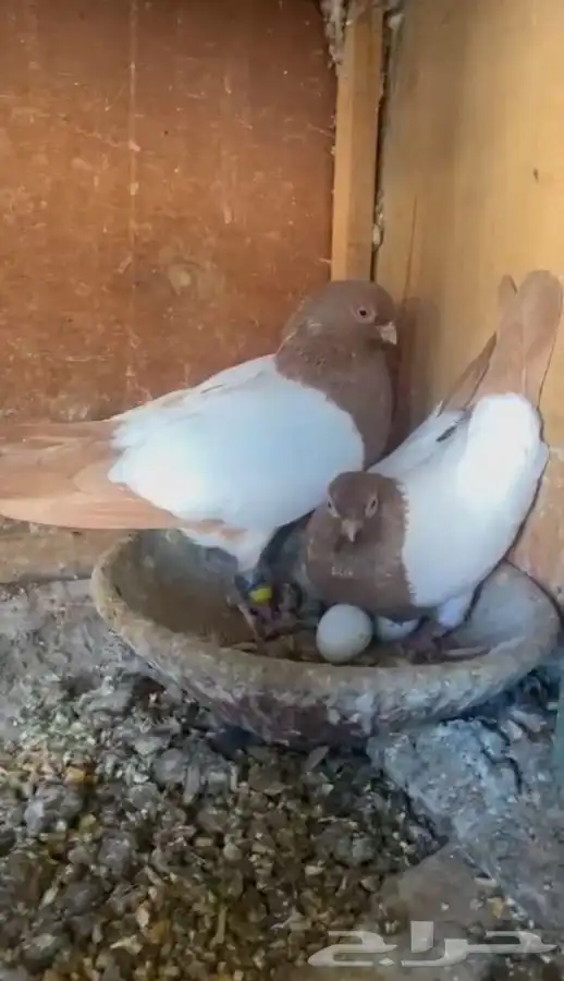 زوج شامي بإنتاجك 6