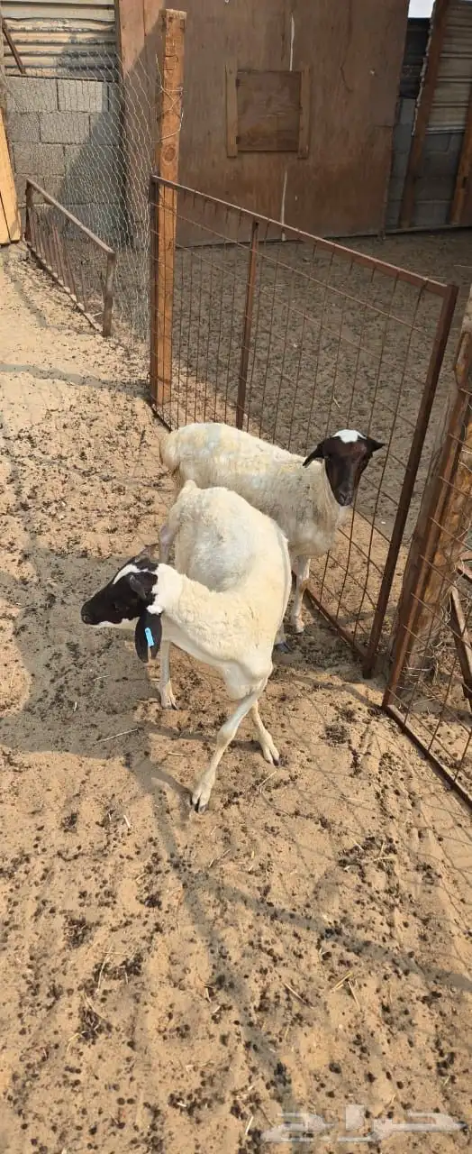 خروفين بربري لباني 1