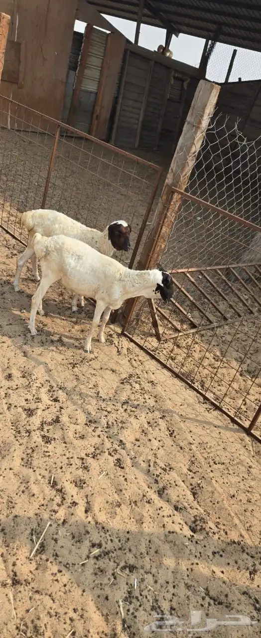 خروفين بربري لباني 0