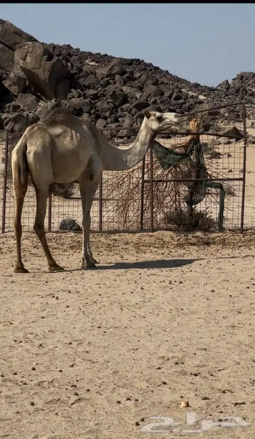 ناقه للبيع 0