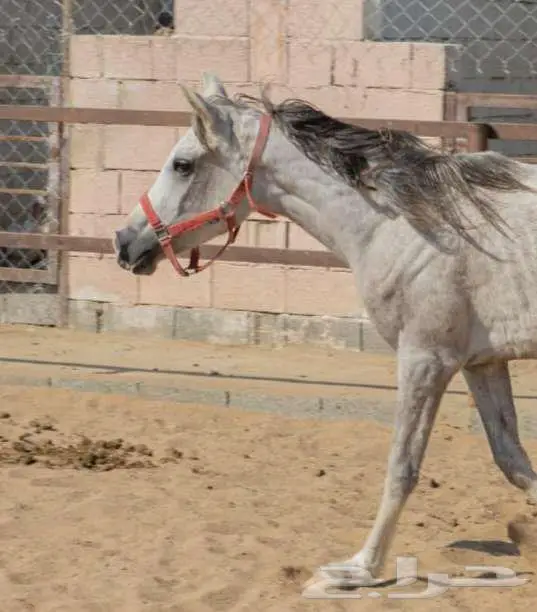 مهره شعبيه 1