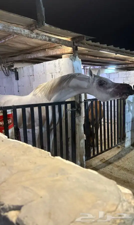 أتاحت فحل للتشبيه لوجه الله تعالى 2