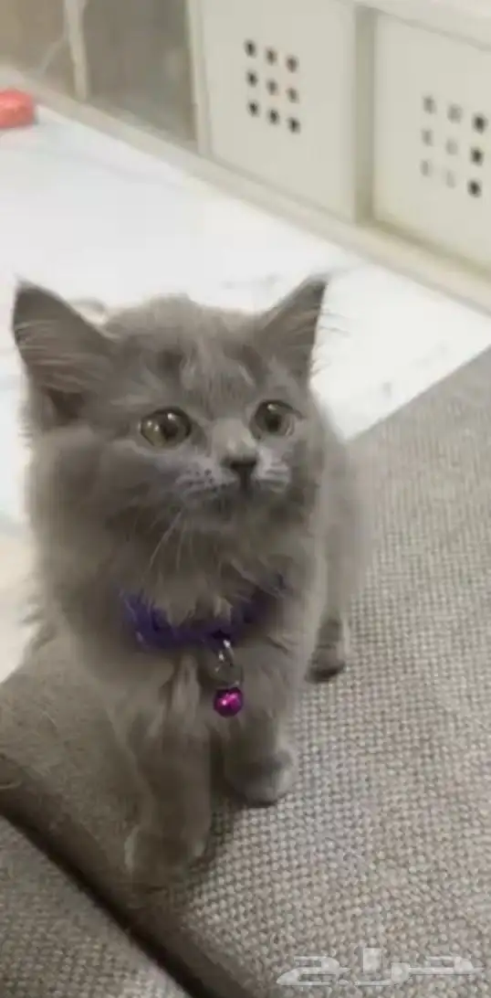 قطه انثى للبيع الخرج 0