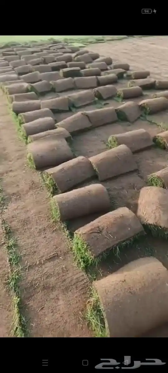 نجيل طبيعي 2