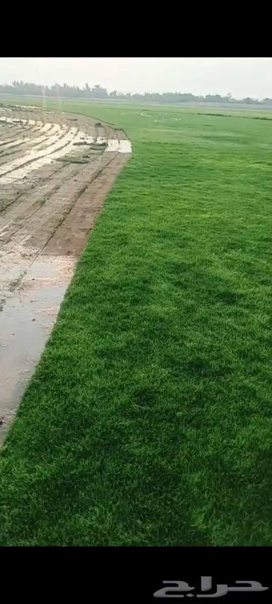 نجيل طبيعي 4