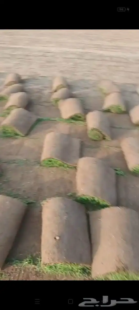 نجيل طبيعي 6