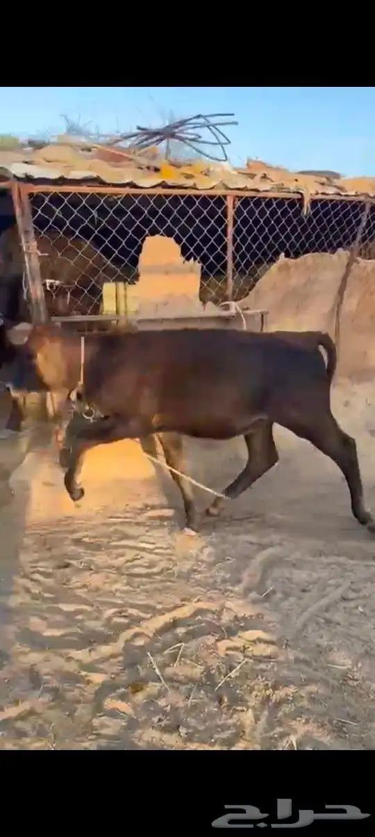 طريق الرديف .. 8