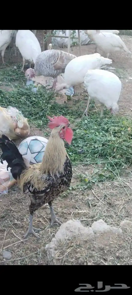 طريق الرديف .. 6