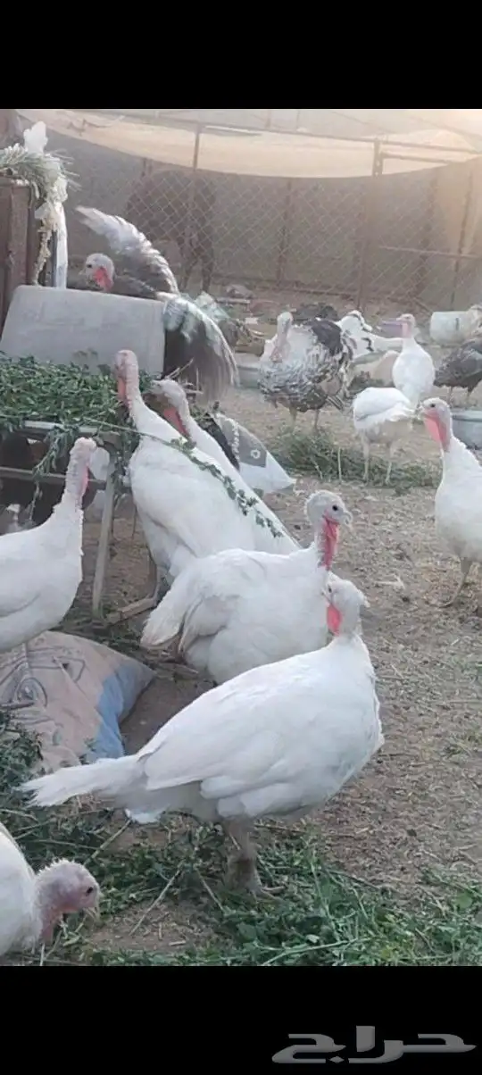 طريق الرديف .. 7