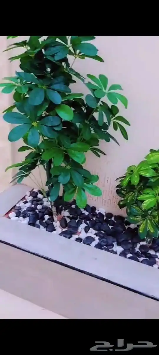 مشتل تنسيق حدايق 12