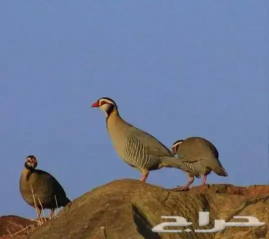 جوزين قهد شنير 0