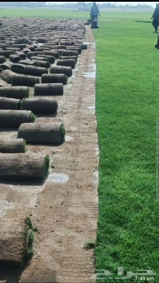 نجيل طبيعي 1