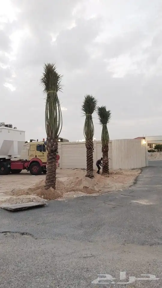 زراعه نخيل عربي واشنطني واعمال الشبوك وتوريدها 6