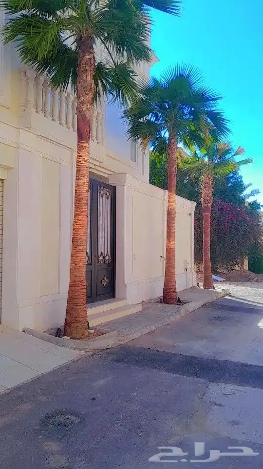 نخيل وشنطنيا امربكي زينه 5