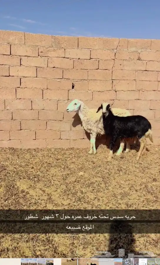 حريه تحته خروف شطر واحد 0