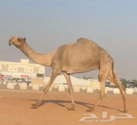 صفرا مزاين 2