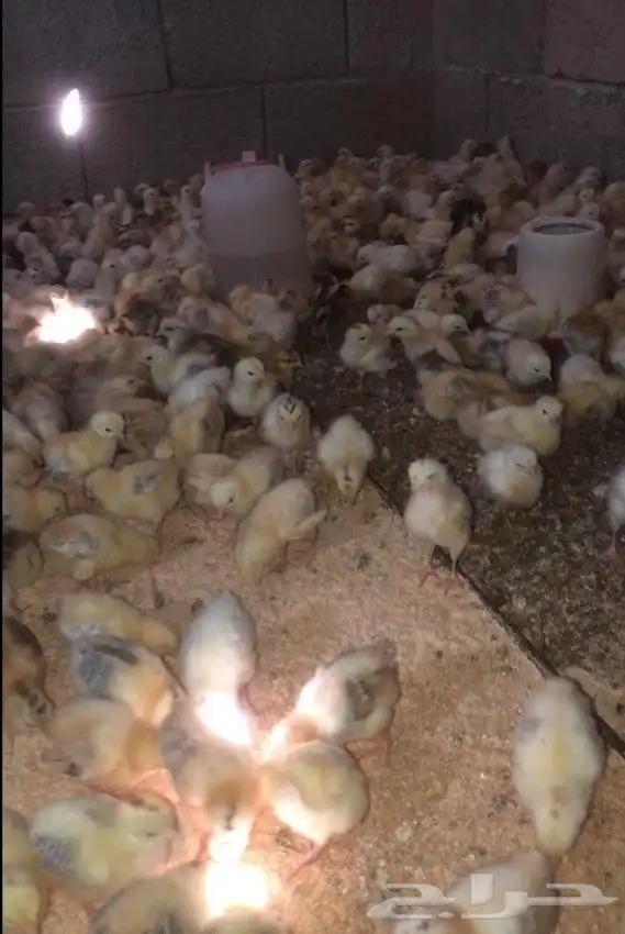 صوص بلدي للبيع الوان فواتح 0