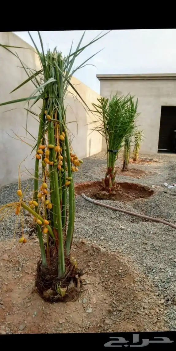يوجد الدينا نخيل عربي البيع 1
