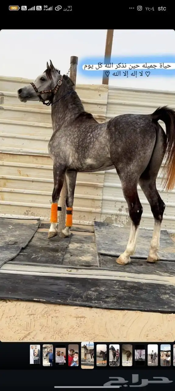 فرس شعبية جميلة فاخرة تبارك الرحمان 12