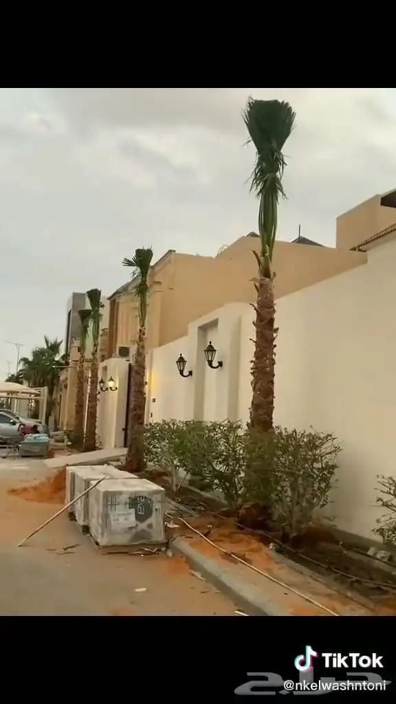 نخل للبيع جميع انواع انخيل المثمار وزينه 9